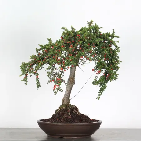Bonsai Cotoneaster