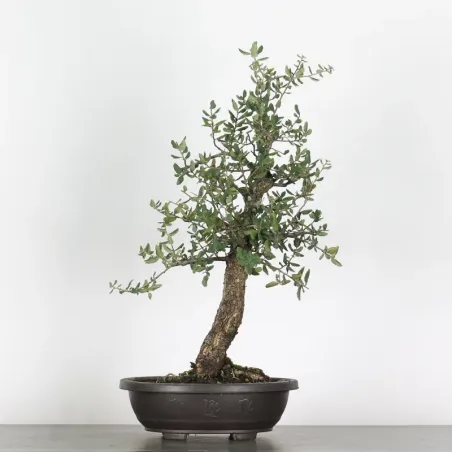 CHÊNE LIÈGE "QUERCUS SUBER" 1-1