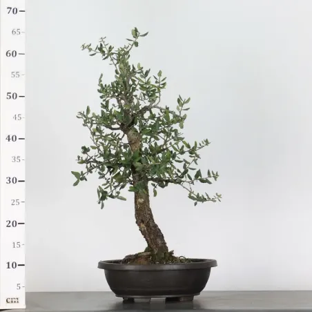 image supplémentaire - CHÊNE LIÈGE "QUERCUS SUBER"...