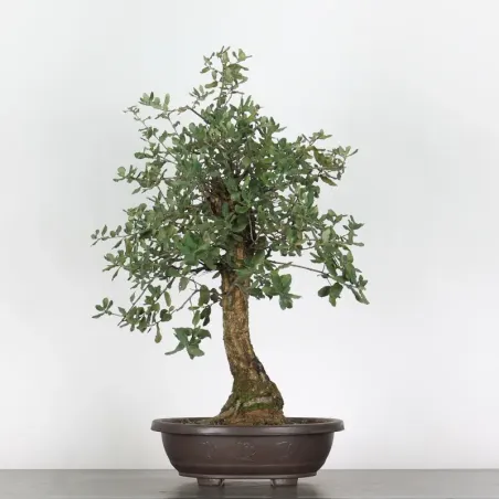 CHÊNE LIÈGE "QUERCUS SUBER" 1-2