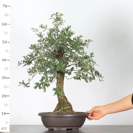 image supplémentaire - CHÊNE LIÈGE "QUERCUS SUBER"...