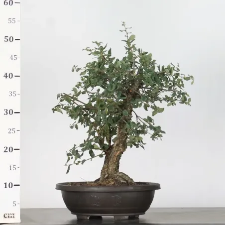 image supplémentaire - CHÊNE LIÈGE "QUERCUS SUBER"...