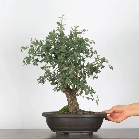 CHÊNE LIÈGE "QUERCUS SUBER" 1-4
