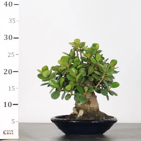 image supplémentaire - FICUS PANDA 1-2