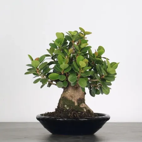 FICUS PANDA 1-2