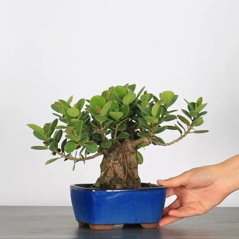FICUS PANDA 1-3
