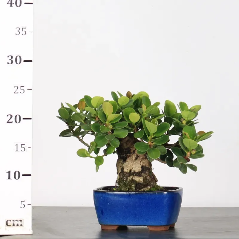 image supplémentaire - FICUS PANDA 1-3