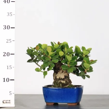 image supplémentaire - FICUS PANDA 1-3
