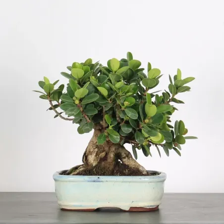 FICUS PANDA 1-4