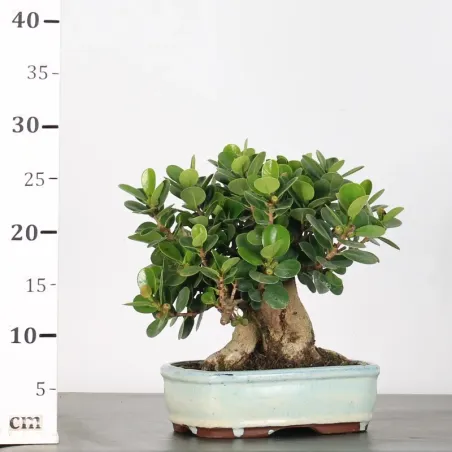 image supplémentaire - FICUS PANDA 1-4