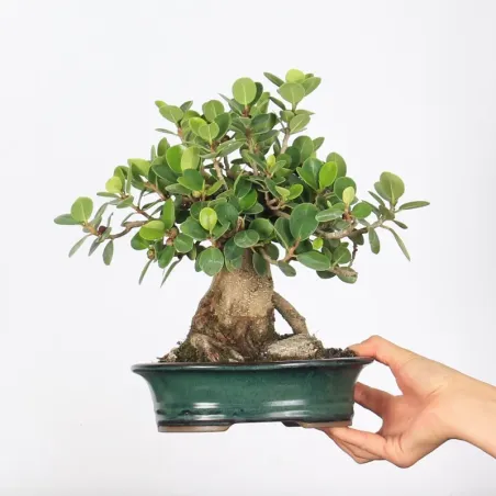 FICUS PANDA 1-7