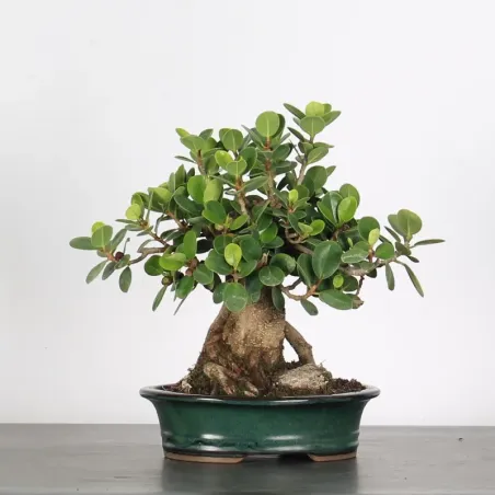 image supplémentaire - FICUS PANDA 1-7