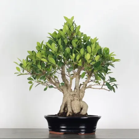 FICUS RÉTUSA 1-8