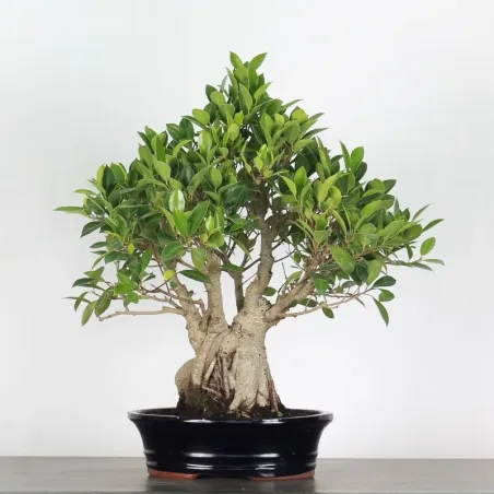 image supplémentaire - FICUS RÉTUSA 1-8