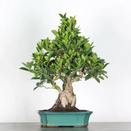 FICUS RÉTUSA 1-9