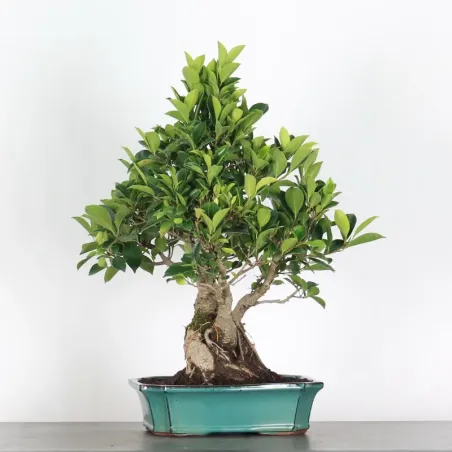 image supplémentaire - FICUS RÉTUSA 1-9