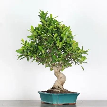 FICUS RÉTUSA 1-12