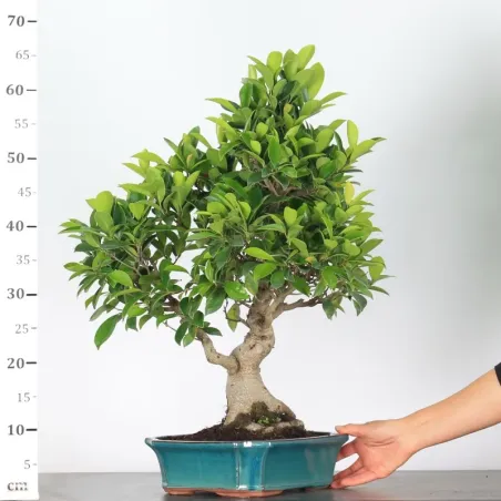 image supplémentaire - FICUS RÉTUSA 1-12