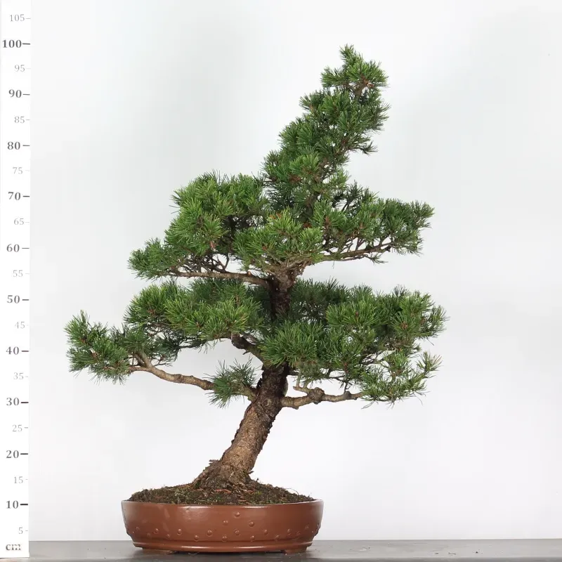 Pin mugo bonsai PM-5-9