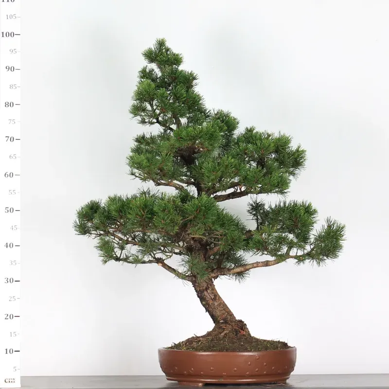 image supplémentaire - BONSAI PIN MUGO 5-9