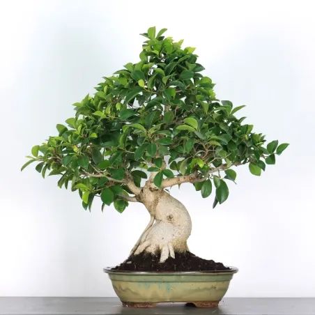 FICUS RÉTUSA 1-14