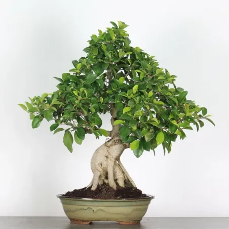 image supplémentaire - FICUS RÉTUSA 1-14