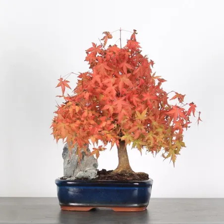 Bonsai Acer Palmatum AP-1-18