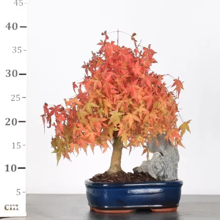 image supplémentaire - ERABLE DU JAPON "ACER...