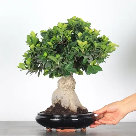 FICUS GINSENG 1-1