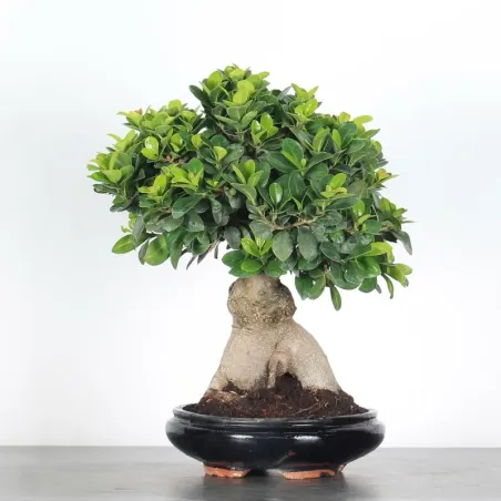image supplémentaire - FICUS GINSENG 1-1