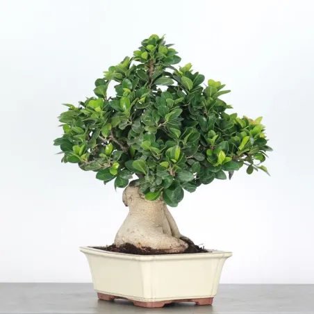 FICUS GINSENG 1-2