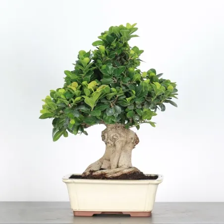 image supplémentaire - FICUS GINSENG 1-2
