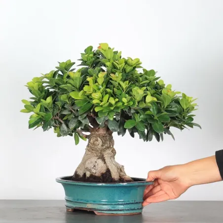 image supplémentaire - FICUS GINSENG 1-3