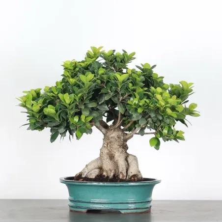 FICUS GINSENG 1-3