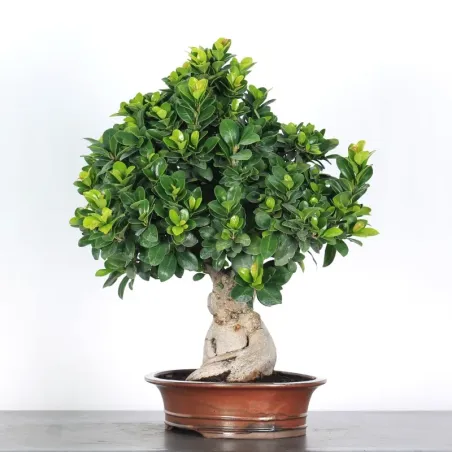 image supplémentaire - FICUS GINSENG 1-4