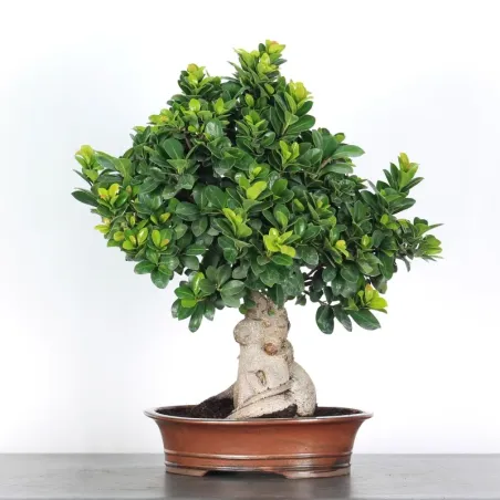 FICUS GINSENG 1-4