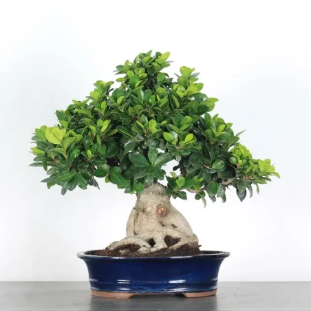 FICUS GINSENG 1-5