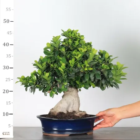 image supplémentaire - FICUS GINSENG 1-5