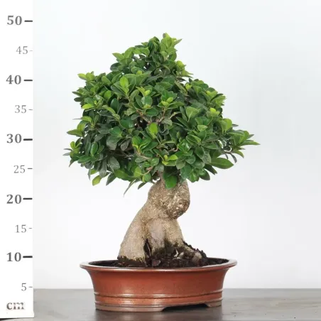 image supplémentaire - FICUS GINSENG 1-6