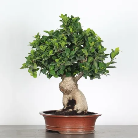 FICUS GINSENG 1-6