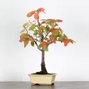BONSAI AMÉLANCHIER 1-3