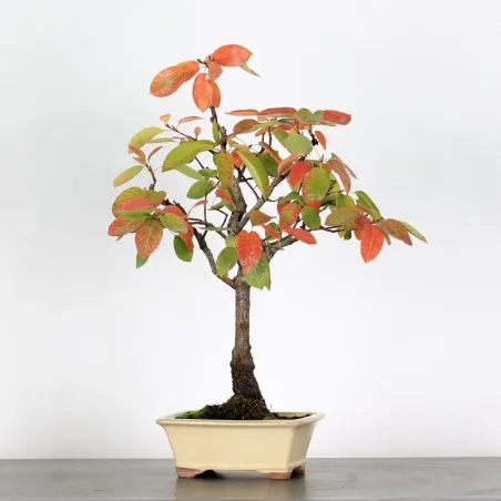 BONSAI SERVICEBERRY 1-3