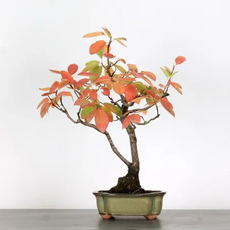 Bonsai Amélanchier AM-1-4