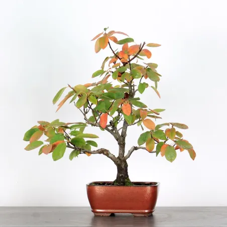 Bonsai Amélanchier AM-1-6