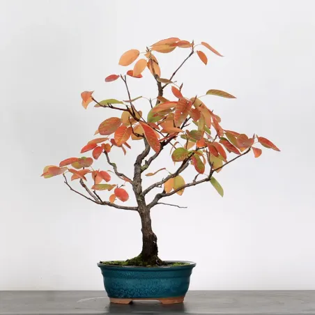 Bonsai Amélanchier AM-1-8