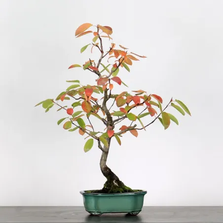 Bonsai Amélanchier AM-1-9