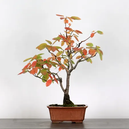 Bonsai Amélanchier AM-1-10