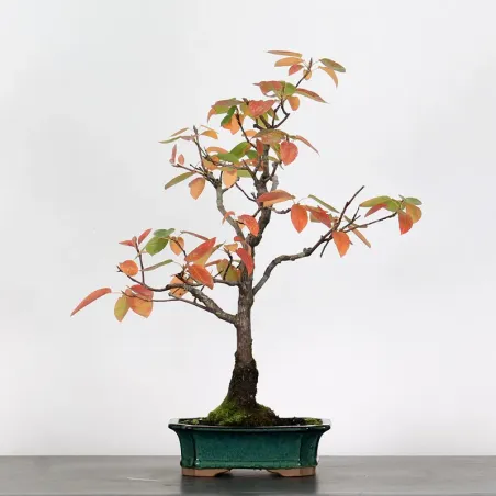 BONSAI AMÉLANCHIER 1-11