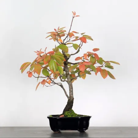 BONSAI AMÉLANCHIER 1-12