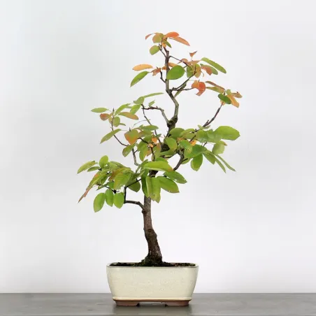 BONSAI AMÉLANCHIER 1-13